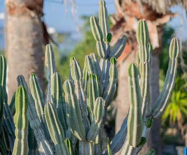Antonina 2* Agia Anna (Naxos)